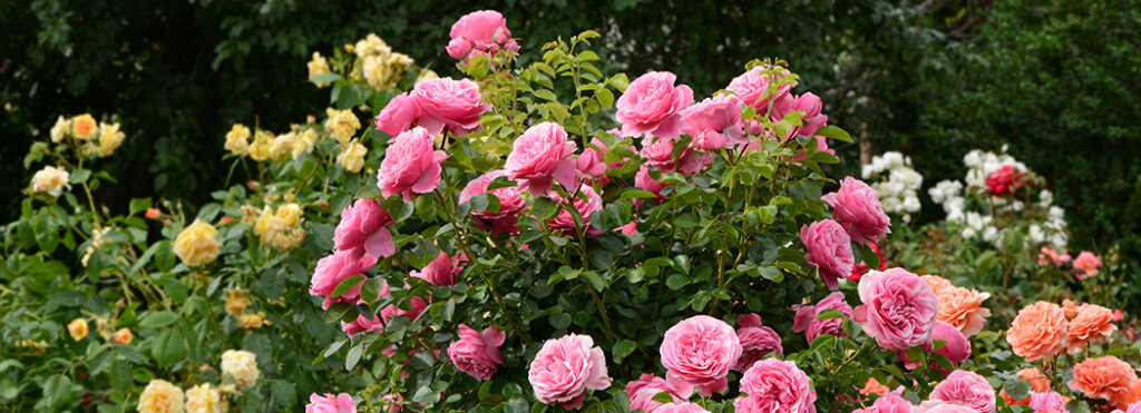 My Garden Fable