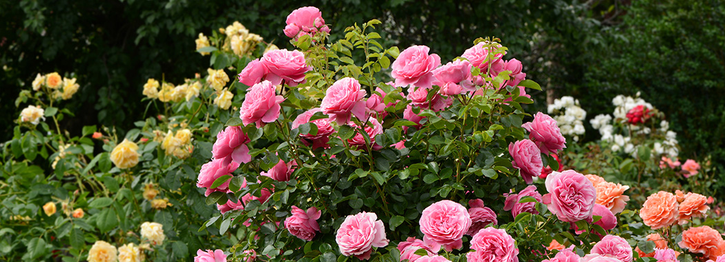 My Garden Fable