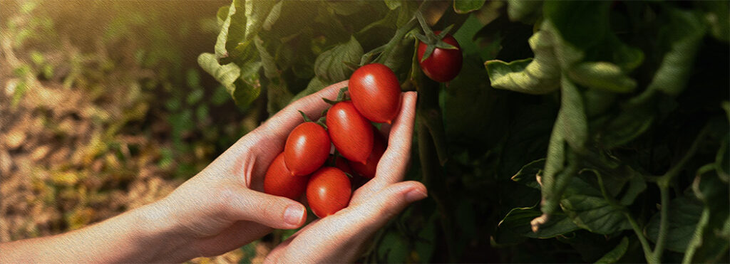 Tomato Guardian