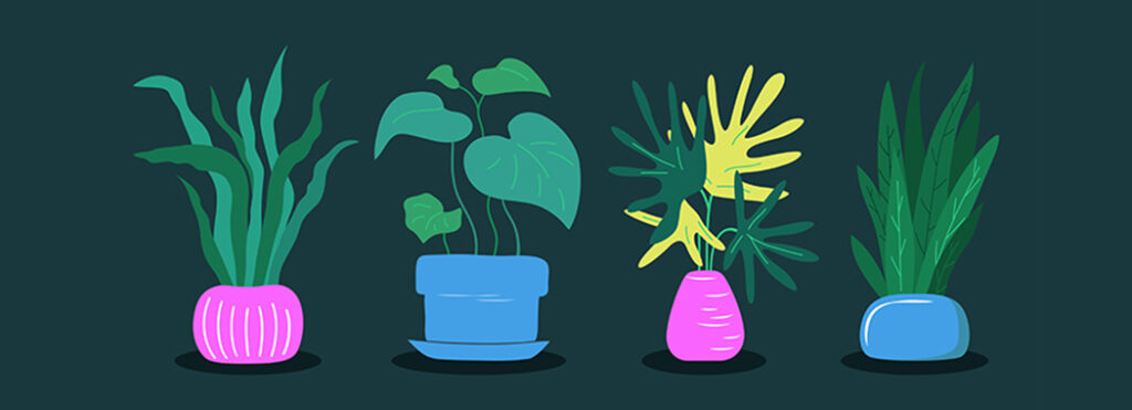 My Plant Named Lady