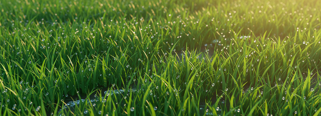 Fresh bright illustration of lush green grass glistening with morning dewdrops and bare footprints in warm golden dawn light