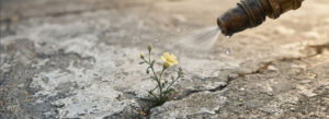 Seed