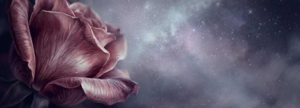Illustration of a single velvet rose petal unfurling in close-up against a hazy field of distant stars