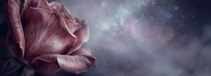 A Petal