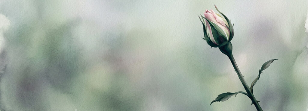 Illustration of a single tightly furled rose bud on its stem, petals just beginning to loosen, in cool morning light